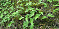 Commes (Polypodes)