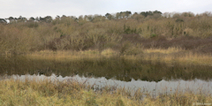 Colleville sur Mer (Marais 1)