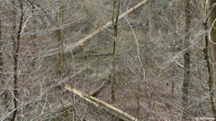 Notre Dame de Bondeville (Arbres)