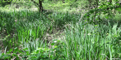 Val de Reuil (Iris)