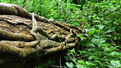 Acquigny (Arbre couché)
