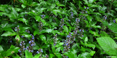 Acquigny (Bugle)