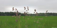 Amfreville sur Iton (Herbe)