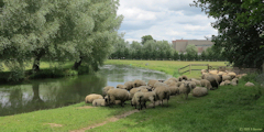 Acquigny (Moutons)