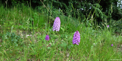Acquigny (Orchidées)
