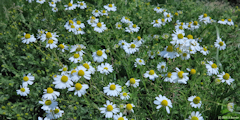 Longueil (Camomille)