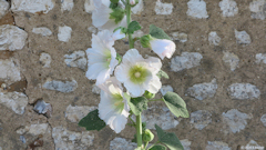 Brosville (Rose Trémière)