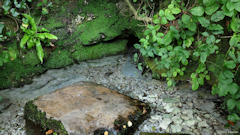 Saint Aubin le Cauf (Source)