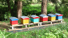 Freulleville (Ruches)