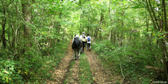 Osmoy Saint Valery (Chemin)