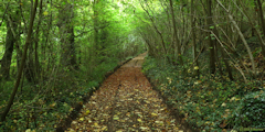 Sainte Agathe d'Aliermont (Chemin)
