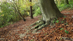 Mesnières en Bray (Hêtre)