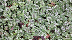 Mesnil Mauger (Lamier)