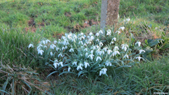 Saint Ouen sous Bailly (Perce-Neige)