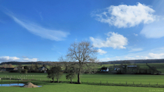 Saint Ouen sous Bailly (Arbre)