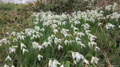 Bailly en Rivière (Perce-Neige)