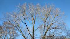 Forges les Eaux (Ramure)