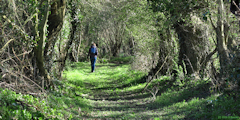 Mésangueville (Chemin)