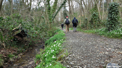 Varengeville sur Mer (Chemin)