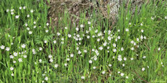 Brémontier Merval (Stellaire holostée 1)