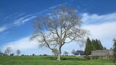 Gancourt Saint Etienne (Arbre)