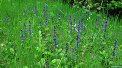 Blacourt (Bugle rampante)