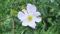 Senantes (Eglantine)