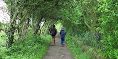 Bois de Cise (Chemin 2)