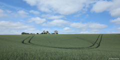 Savignies (Champ)