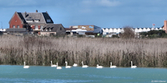 Quiberville (Cygnes)